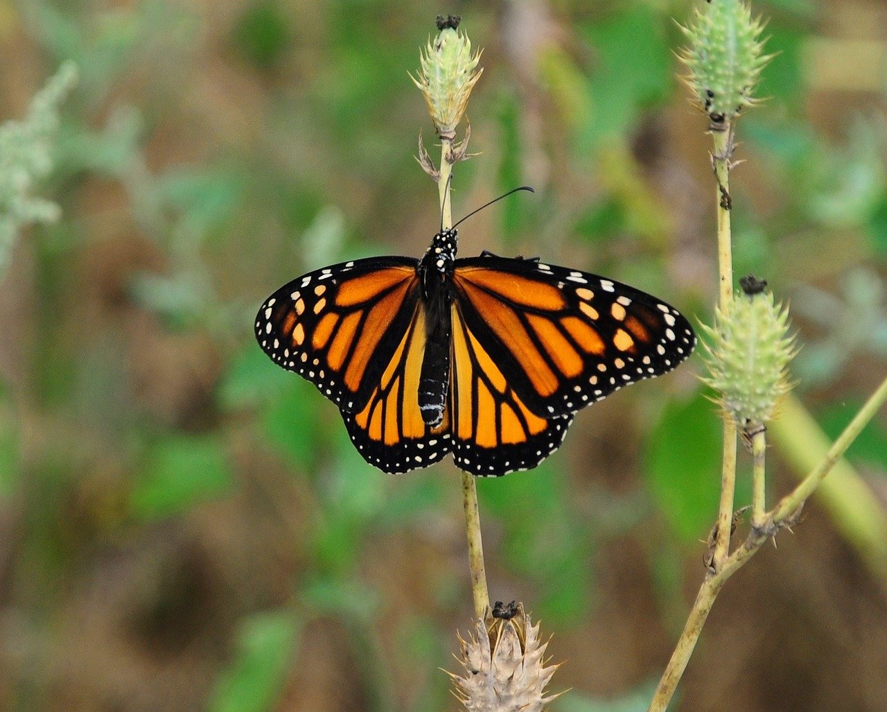 butterfly, nature, insect, wings, pollination, monarch, orange, entomology, macro, birdwatching, butterfly behavior, shrubs, garden, summer, black and white, outdoor, ecology, resilience, beautiful